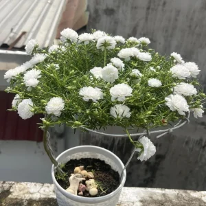 White Portulaca Grandiflora Seeds - Moss Rose Seeds - 30 Seeds - Heat & Drought Tolerant - Image 14