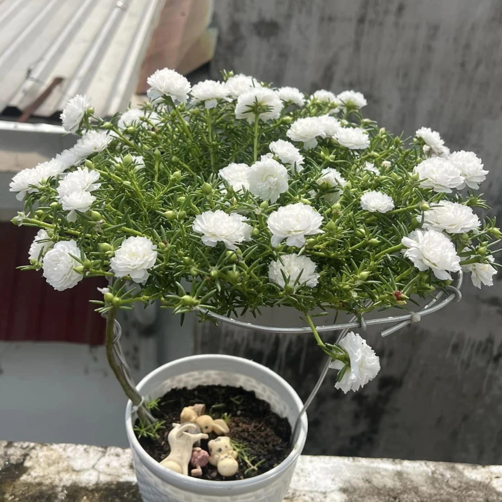 White Portulaca Grandiflora Seeds - Moss Rose Seeds - 30 Seeds - Heat & Drought Tolerant - Image 14