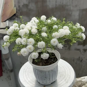 White Portulaca Grandiflora Seeds - Moss Rose Seeds - 30 Seeds - Heat & Drought Tolerant - Image 15