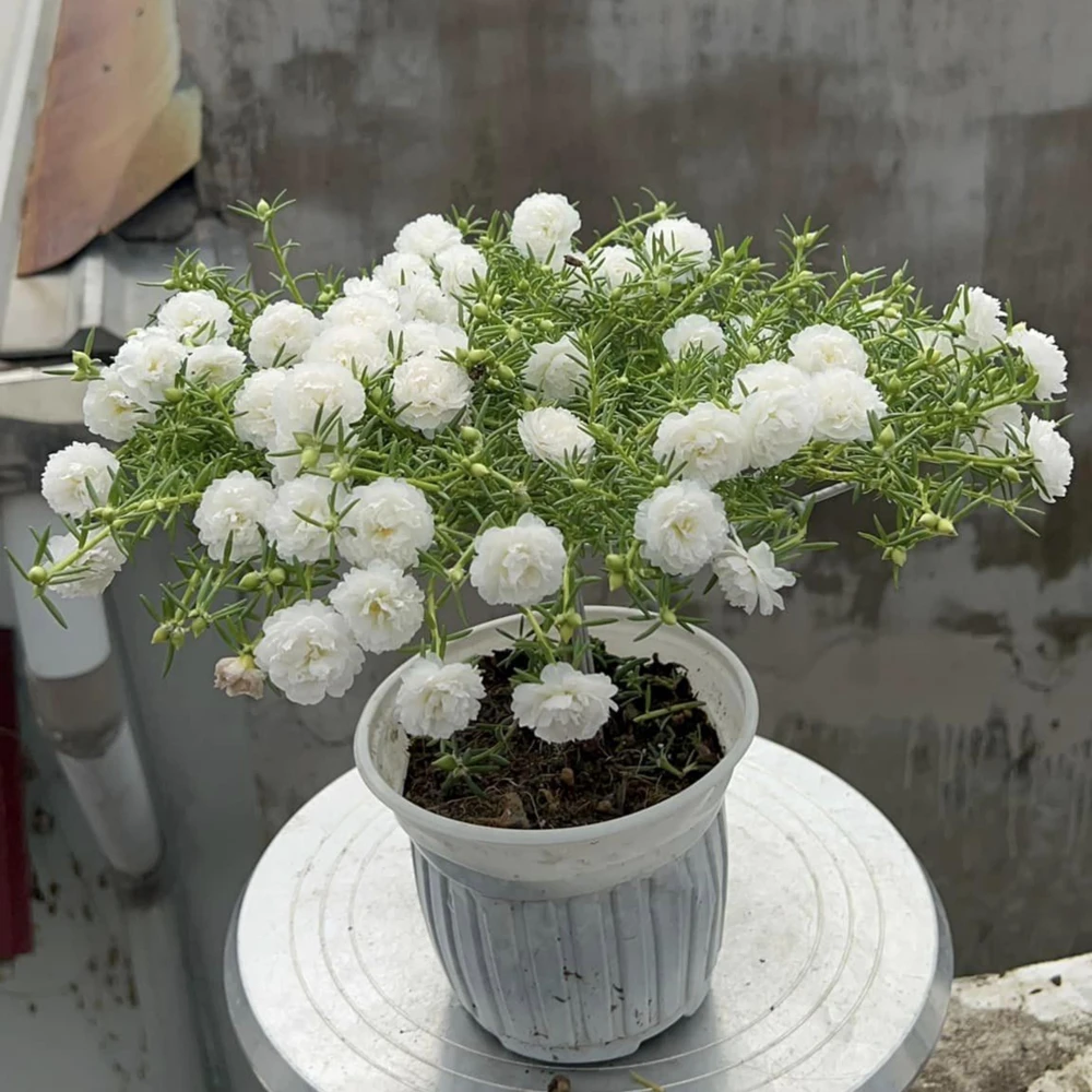 White Portulaca Grandiflora Seeds - Moss Rose Seeds - 30 Seeds - Heat & Drought Tolerant - Image 15