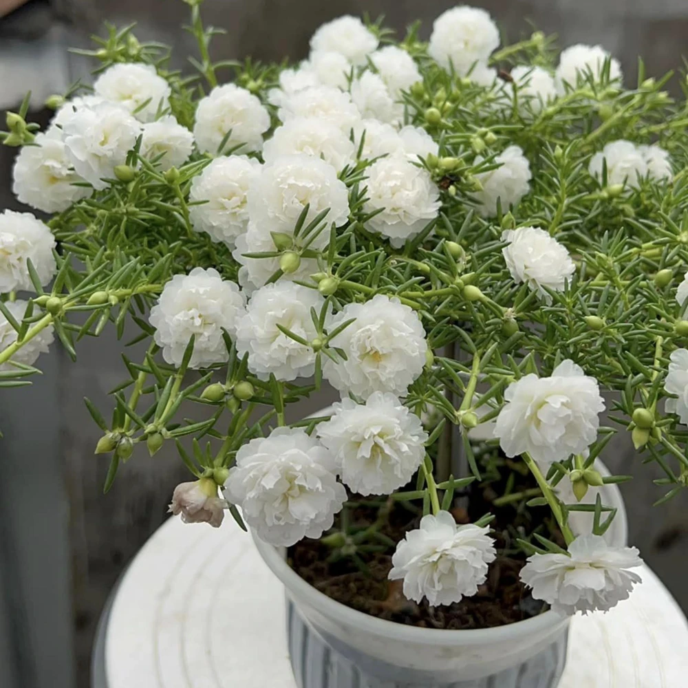 White Portulaca Grandiflora Seeds - Moss Rose Seeds - 30 Seeds - Heat & Drought Tolerant - Image 16
