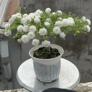 White Portulaca Grandiflora Seeds - Moss Rose Seeds - 30 Seeds - Heat & Drought Tolerant - Image 17