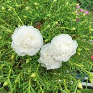 White Portulaca Grandiflora Seeds - Moss Rose Seeds - 30 Seeds - Heat & Drought Tolerant - Image 2