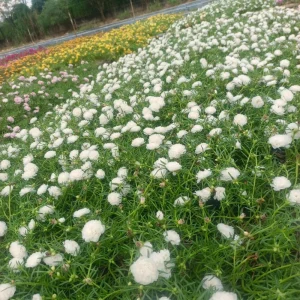 White Portulaca Grandiflora Seeds - Moss Rose Seeds - 30 Seeds - Heat & Drought Tolerant - Image 3