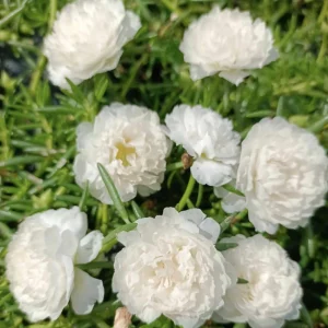 White Portulaca Grandiflora Seeds - Moss Rose Seeds - 30 Seeds - Heat & Drought Tolerant - Image 4