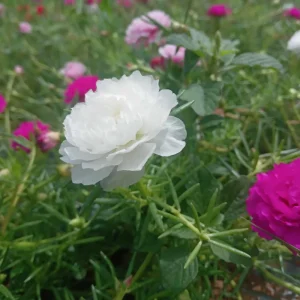 White Portulaca Grandiflora Seeds - Moss Rose Seeds - 30 Seeds - Heat & Drought Tolerant - Image 5