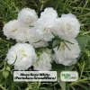 White Portulaca Grandiflora Seeds - Moss Rose Seeds - 30 Seeds - Heat & Drought Tolerant - Image 1