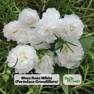 White Portulaca Grandiflora Seeds - Moss Rose Seeds - 30 Seeds - Heat & Drought Tolerant - Image 1