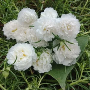 White Portulaca Grandiflora Seeds - Moss Rose Seeds - 30 Seeds - Heat & Drought Tolerant - Image 6