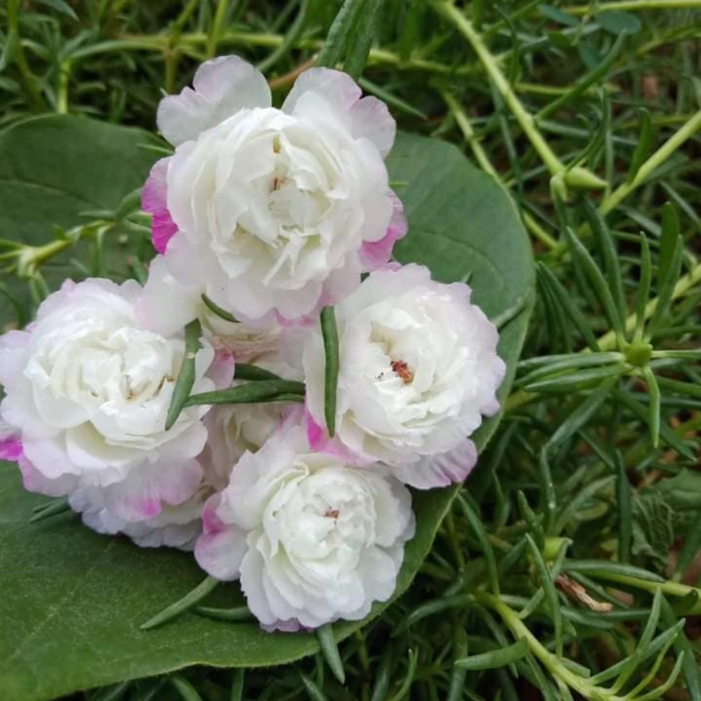 White Portulaca Grandiflora Seeds - Moss Rose Seeds - 30 Seeds - Heat & Drought Tolerant - Image 7