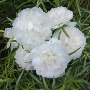 White Portulaca Grandiflora Seeds - Moss Rose Seeds - 30 Seeds - Heat & Drought Tolerant - Image 8