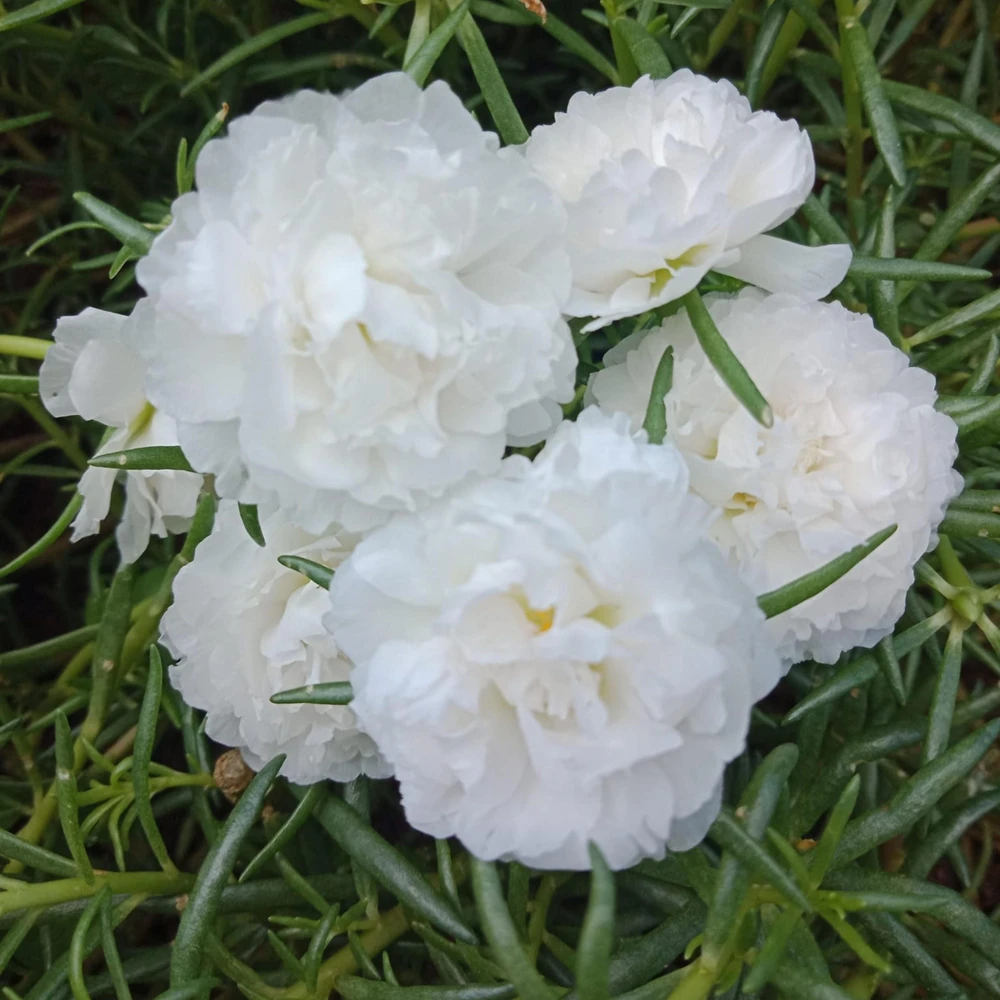 White Portulaca Grandiflora Seeds - Moss Rose Seeds - 30 Seeds - Heat & Drought Tolerant - Image 8