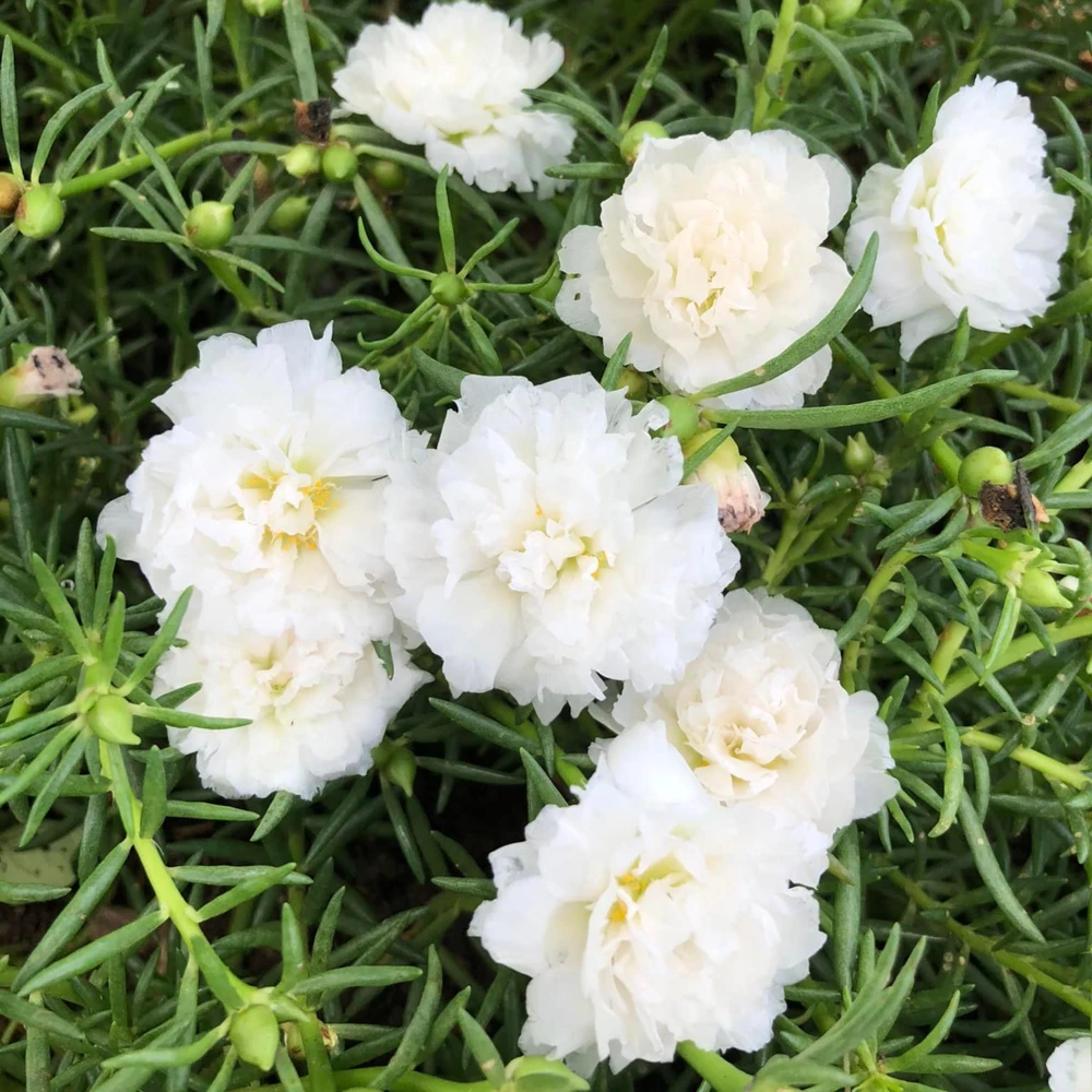 White Portulaca Grandiflora Seeds - Moss Rose Seeds - 30 Seeds - Heat & Drought Tolerant - Image 9