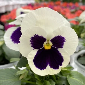 White Purple Pansy Viola Seeds - 25 Seeds - Cold & Draft Resistant - Open-Pollinating - Image 10