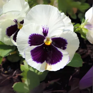 White Purple Pansy Viola Seeds - 25 Seeds - Cold & Draft Resistant - Open-Pollinating - Image 11