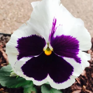 White Purple Pansy Viola Seeds - 25 Seeds - Cold & Draft Resistant - Open-Pollinating - Image 12
