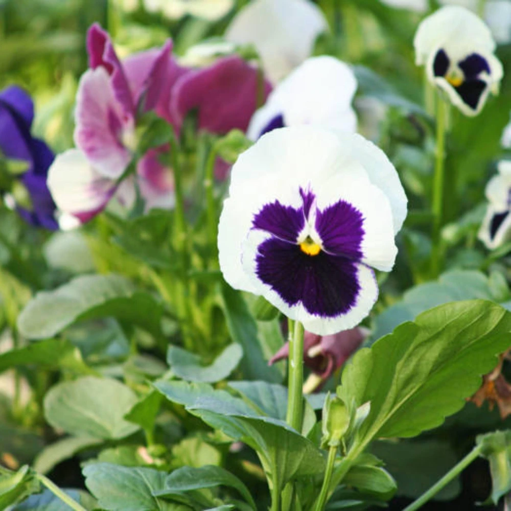 White Purple Pansy Viola Seeds - 25 Seeds - Cold & Draft Resistant - Open-Pollinating - Image 13