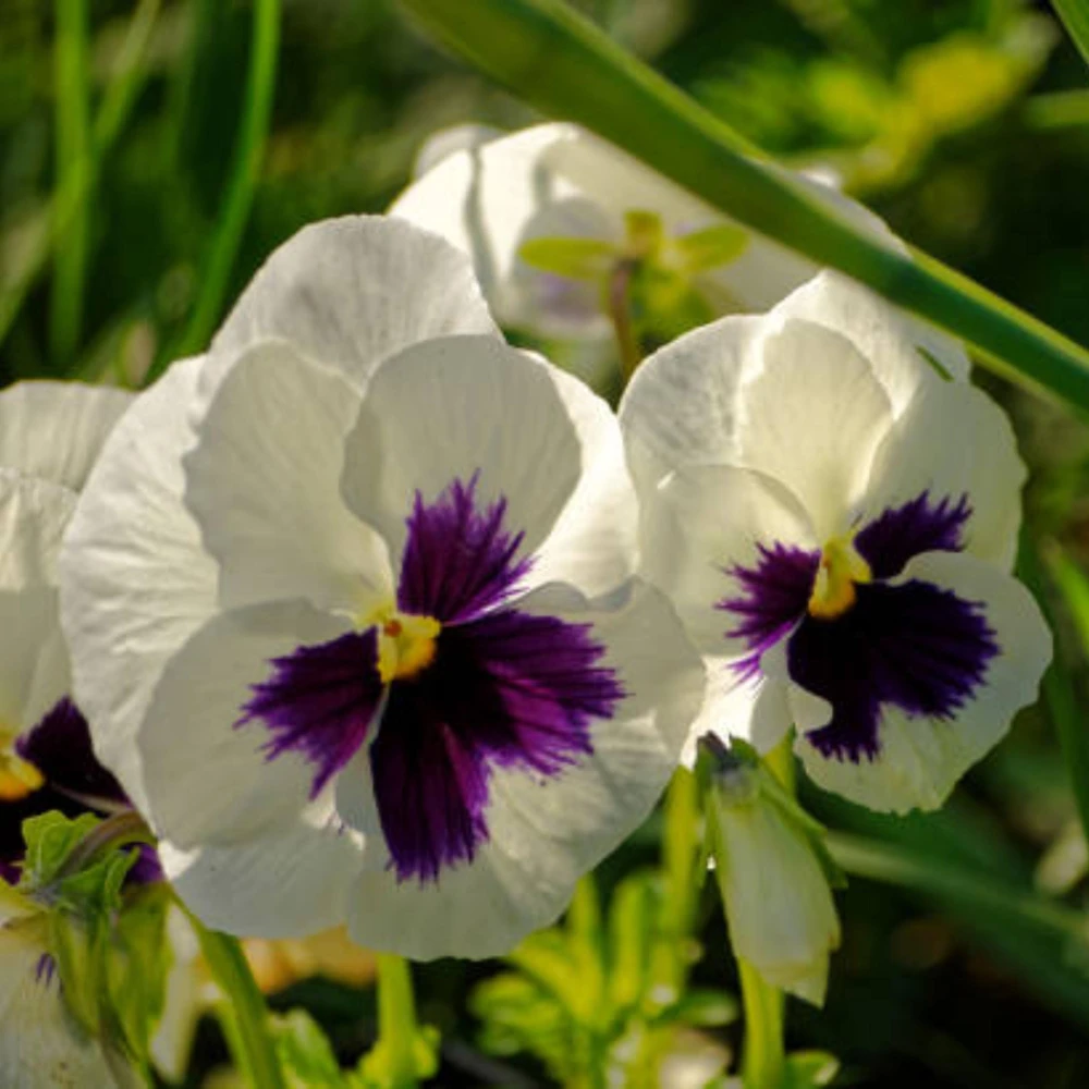 White Purple Pansy Viola Seeds - 25 Seeds - Cold & Draft Resistant - Open-Pollinating - Image 14