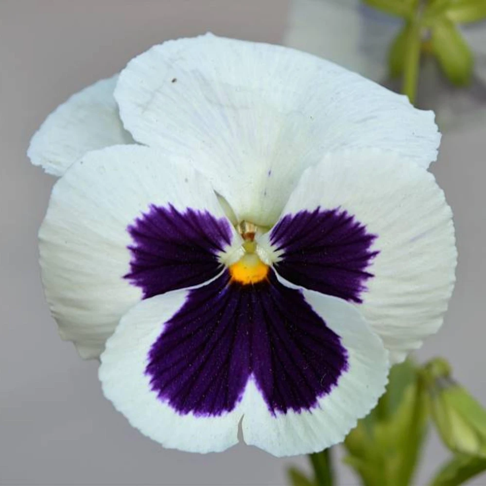 White Purple Pansy Viola Seeds - 25 Seeds - Cold & Draft Resistant - Open-Pollinating - Image 15