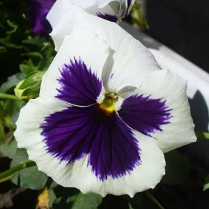 White Purple Pansy Viola Seeds - 25 Seeds - Cold & Draft Resistant - Open-Pollinating - Image 2