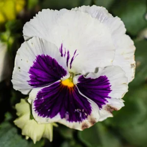 White Purple Pansy Viola Seeds - 25 Seeds - Cold & Draft Resistant - Open-Pollinating - Image 3