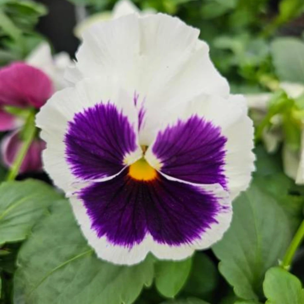 White Purple Pansy Viola Seeds - 25 Seeds - Cold & Draft Resistant - Open-Pollinating - Image 4