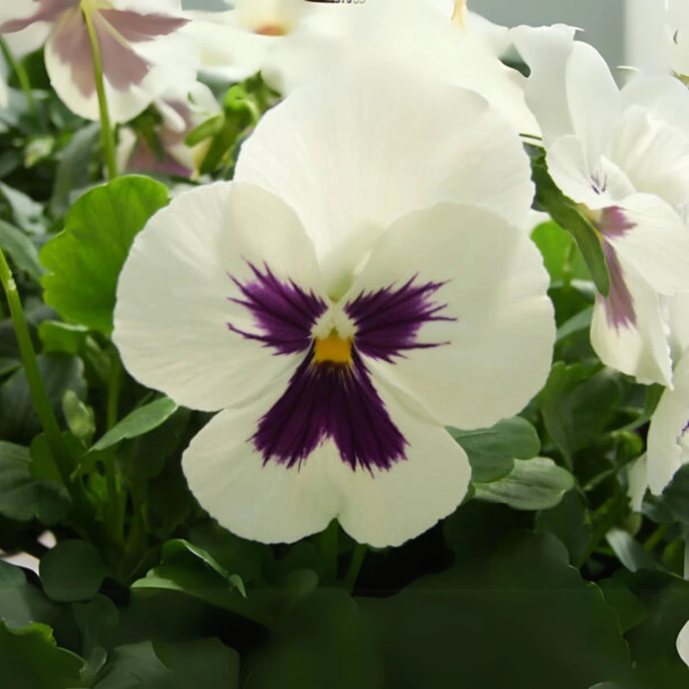 White Purple Pansy Viola Seeds - 25 Seeds - Cold & Draft Resistant - Open-Pollinating - Image 5