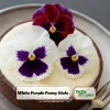 White Purple Pansy Viola Seeds - 25 Seeds - Cold & Draft Resistant - Open-Pollinating - Image 1
