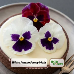 White Purple Pansy Viola Seeds - 25 Seeds - Cold & Draft Resistant - Open-Pollinating - Image 1
