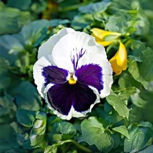 White Purple Pansy Viola Seeds - 25 Seeds - Cold & Draft Resistant - Open-Pollinating - Image 6