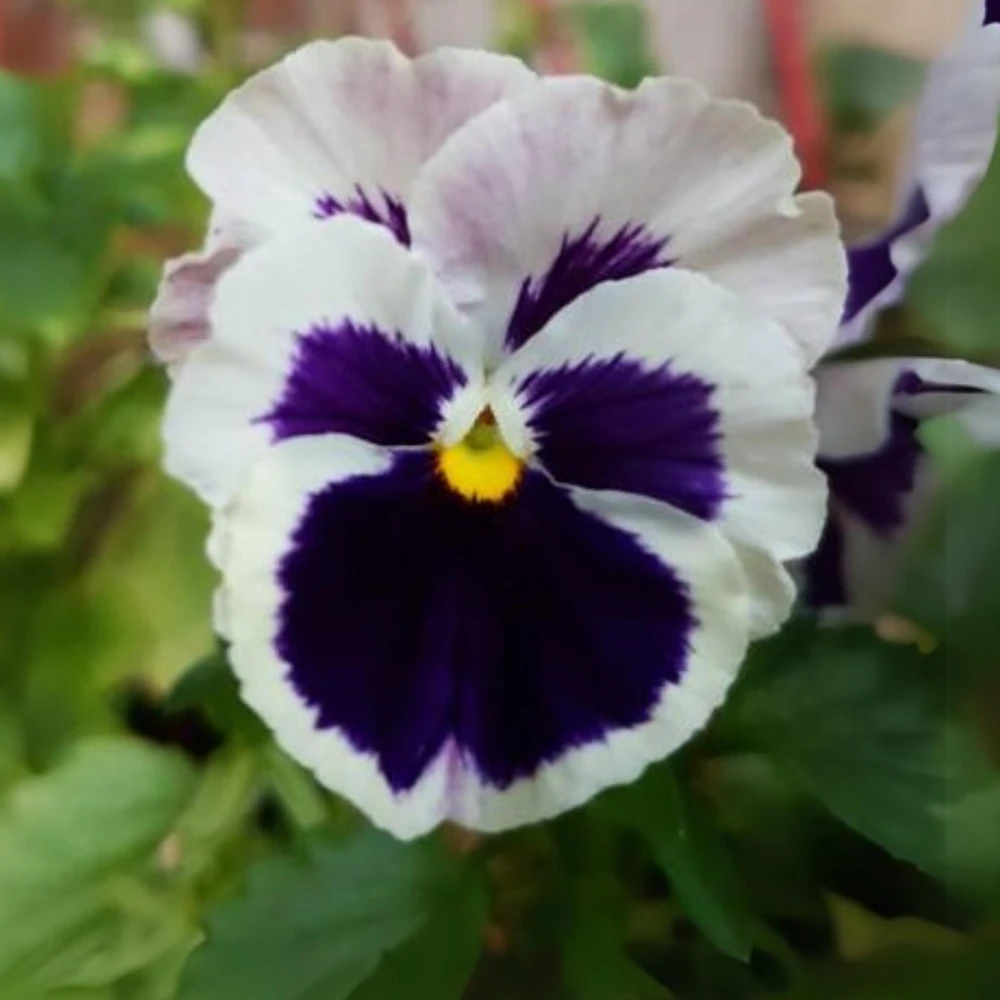 White Purple Pansy Viola Seeds - 25 Seeds - Cold & Draft Resistant - Open-Pollinating - Image 7