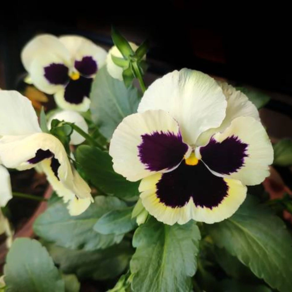 White Purple Pansy Viola Seeds - 25 Seeds - Cold & Draft Resistant - Open-Pollinating - Image 8