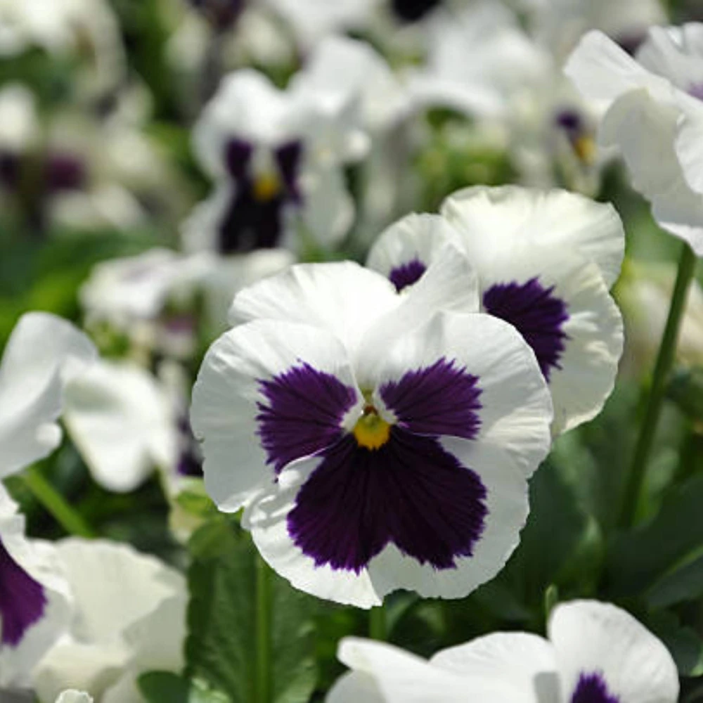 White Purple Pansy Viola Seeds - 25 Seeds - Cold & Draft Resistant - Open-Pollinating - Image 9