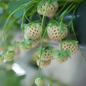 White Strawberry Seeds – Pineberry Alpine Fragaria, Heirloom Non-GMO, 35 Seeds - Image 10