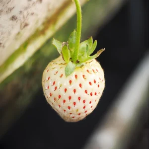 White Strawberry Seeds – Pineberry Alpine Fragaria, Heirloom Non-GMO, 35 Seeds - Image 11
