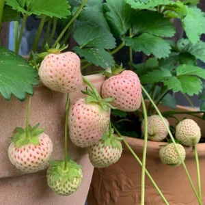 White Strawberry Seeds – Pineberry Alpine Fragaria, Heirloom Non-GMO, 35 Seeds - Image 12