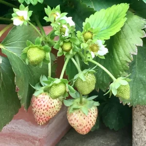White Strawberry Seeds – Pineberry Alpine Fragaria, Heirloom Non-GMO, 35 Seeds - Image 13