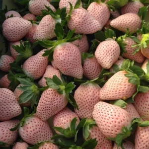 White Strawberry Seeds – Pineberry Alpine Fragaria, Heirloom Non-GMO, 35 Seeds - Image 15