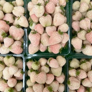 White Strawberry Seeds – Pineberry Alpine Fragaria, Heirloom Non-GMO, 35 Seeds - Image 17