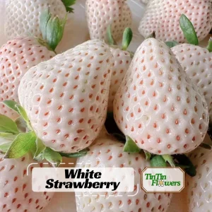 White Strawberry Seeds – Pineberry Alpine Fragaria, Heirloom Non-GMO, 35 Seeds - Image 1