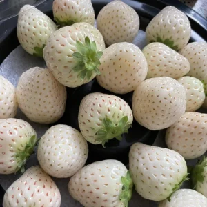 White Strawberry Seeds – Pineberry Alpine Fragaria, Heirloom Non-GMO, 35 Seeds - Image 2