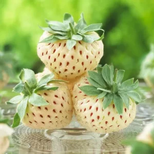 White Strawberry Seeds – Pineberry Alpine Fragaria, Heirloom Non-GMO, 35 Seeds - Image 3