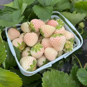 White Strawberry Seeds – Pineberry Alpine Fragaria, Heirloom Non-GMO, 35 Seeds - Image 4