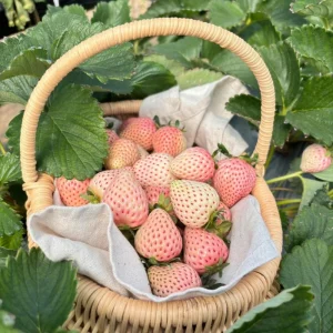 White Strawberry Seeds – Pineberry Alpine Fragaria, Heirloom Non-GMO, 35 Seeds - Image 7