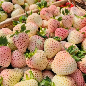 White Strawberry Seeds – Pineberry Alpine Fragaria, Heirloom Non-GMO, 35 Seeds - Image 8