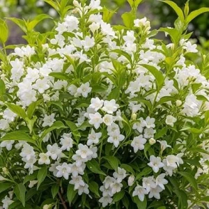 White Weigela Live Plant, Reblooming Shrub, 6-12 Inch Tall, 4 Inch Pot, Outdoor - Image 3