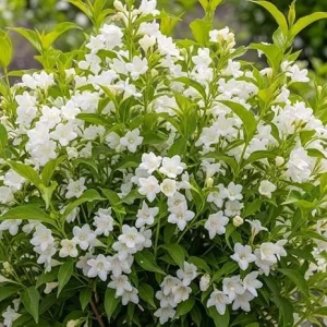 White Weigela Live Plant, Reblooming Shrub, 6-12 Inch Tall, 4 Inch Pot, Outdoor - Image 4