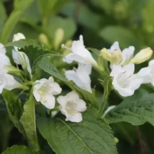 White Weigela Live Plants - Reblooming Shrub, Hardy Flowering Bush, 2 Pack, 6-12 Inch Tall, 4 Inch Pot, Outdoor - Image 5