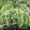 White Weigela Live Plants - Reblooming Shrub, Hardy Flowering Bush, 2 Pack, 6-12 Inch Tall, 4 Inch Pot, Outdoor - Image 1