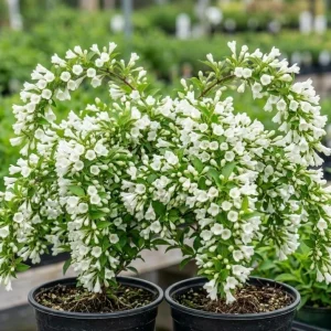White Weigela Live Plants - Reblooming Shrub, Hardy Flowering Bush, 2 Pack, 6-12 Inch Tall, 4 Inch Pot, Outdoor - Image 1